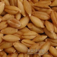 供應進口未加工大麥