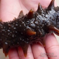 供銷(xiāo)本地刺參，遼參，長(zhǎng)島刺參