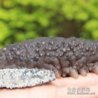 美國大肉參，南美足參，美國小肉參