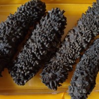 小鴻水產(chǎn)常年供應(yīng)梅花參/梅花刺參