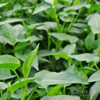 生態(tài)空心菜，原生態(tài)空心菜，龍門陣生態(tài)農(nóng)場空心菜