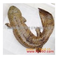 批發供應“綠康”牌正宗生態娃娃魚（大鯢）