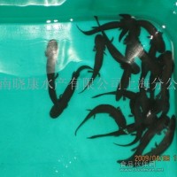 批發供應綠康牌大鯢（娃娃魚）幼苗