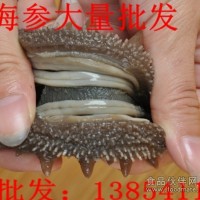 鴻參源顧問揭秘你不知道的-海參的營養(yǎng)價值