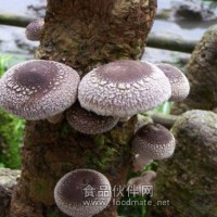香菇、黑木耳、平菇、等給類菌棒