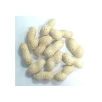咸干花生技術(shù)