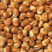 蠶豆技術(shù)