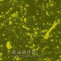 大鼠組織源性原代細胞。