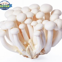 白玉菇