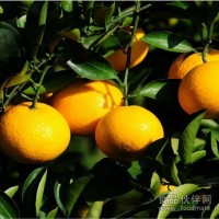 【批發供應】峽陽甜桔柚 好品質 好吃口 消費者廣泛