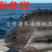 海參斑 斑魚 料理刺身用 北極