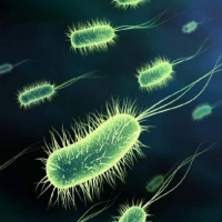 食品微生物檢測分析