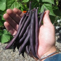 紫蕓豆種子 紫色四季豆