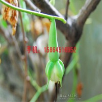 金絲指葫種子