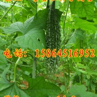 黑苦瓜種子 黑妃一號苦瓜 苦瓜苗