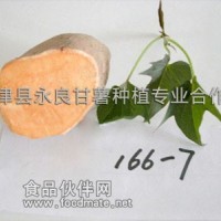 供應永良甘薯 脫毒水果型紅薯