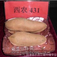 供應永良甘薯-脫毒西農431