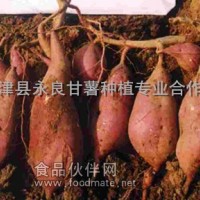 供應脫毒豫薯13