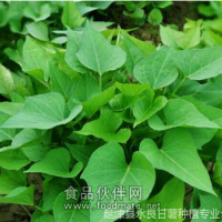 大量供應脫毒紅薯苗
