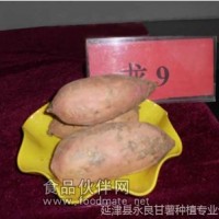 廠家長期供應龍薯9號-優質紅薯