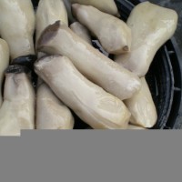 供應(yīng)鹽漬杏鮑菇