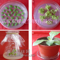 T0代轉基因煙草