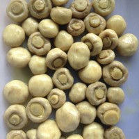 供應鹽漬雙孢菇，內銷，出口均有。