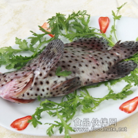 長期供應海鮮老鼠斑