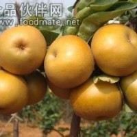 地理標志產品——蜜梨，蜜桔
