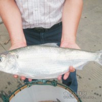 賣鰣魚 就去舌尖中國