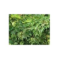 橄欖苦甙廠家供應|橄欖苦甙價格|橄欖苦甙作用
