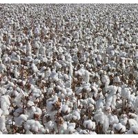 大鈴高產(chǎn)高衣分高品質(zhì)棉花品種——