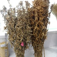 高產(chǎn)穩(wěn)產(chǎn)大豆種子鑫豆1號