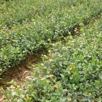 省林科院認定的湘林以及三華系列高產油茶苗