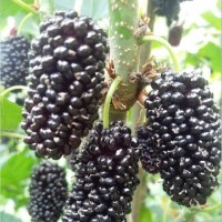 出售金墻63號果桑苗
