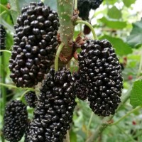 供應果桑苗品種桂花蜜果桑樹苗批發