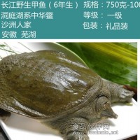 沙洲人家長江甲魚（6年生）