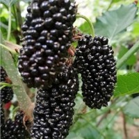 供應(yīng)果桑品種海棠82號(hào)果桑苗批發(fā)