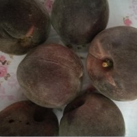 新品種果樹黑桃新品種