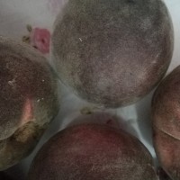 晚熟桃新品種黑桃苗介紹