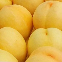 桃樹苗品種黃桃樹苗新品種