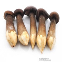 21菌派黑雞樅 黑雞樅 新鮮黑雞樅