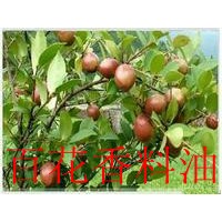 廠家供應精煉食品級 山茶油  野山茶油