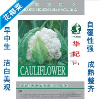 花椰菜種子-華妃 緊花菜種子