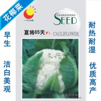 花椰菜種子-夏將65天 菜花種子