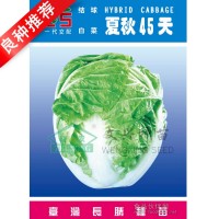 大白菜種子-夏秋45天 結(jié)球白菜種子