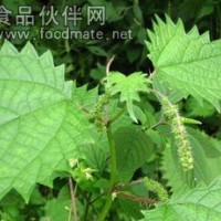 蕁麻提取物
