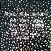 黑加侖供應