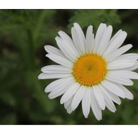野菊花提取物的供應