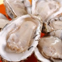深圳進(jìn)口法國的生蠔需要注意的事項(xiàng)